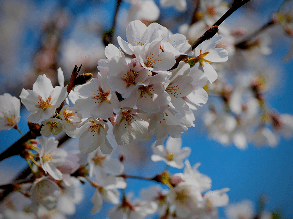 Cherry Blossoms in Downtown Paducah